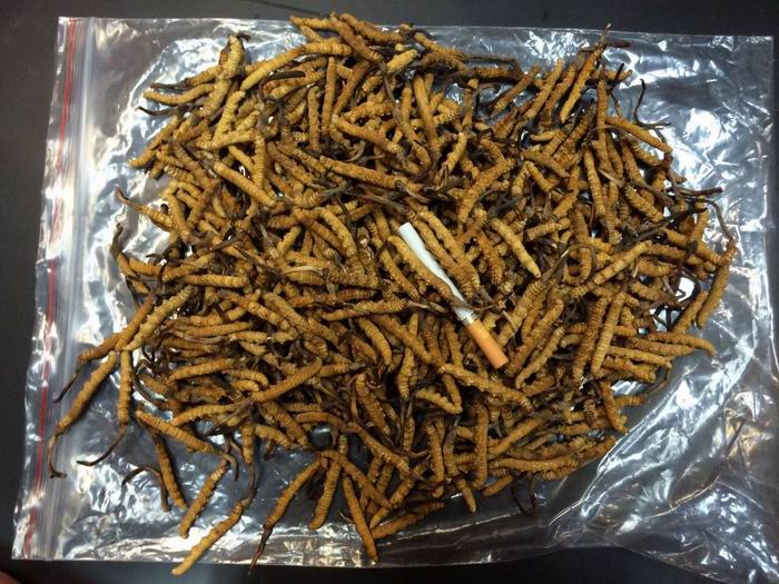 礼盒虫草过期回收